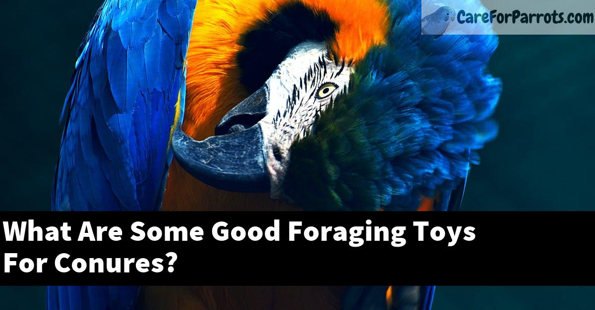 What Are Some Good Foraging Toys For Conures?