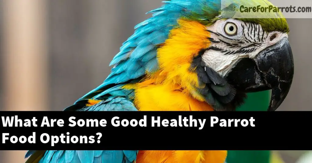 What Are Some Good Healthy Parrot Food Options? Care For Parrots