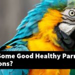 What Are Some Good Healthy Parrot Food Options?