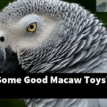 What Are Some Good Macaw Toys?