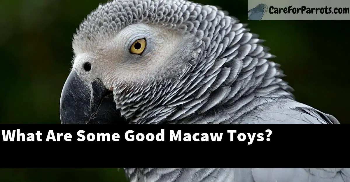 What Are Some Good Macaw Toys?