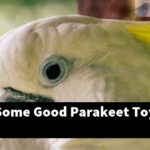 What Are Some Good Parakeet Toys?