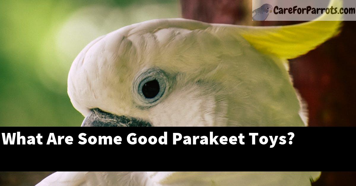 What Are Some Good Parakeet Toys?