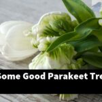 What Are Some Good Parakeet Treats?