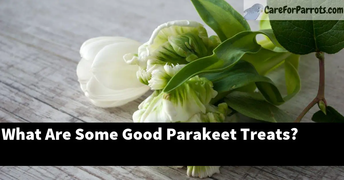 What Are Some Good Parakeet Treats?