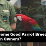 What Are Some Good Parrot Breeds For Amazon Owners?