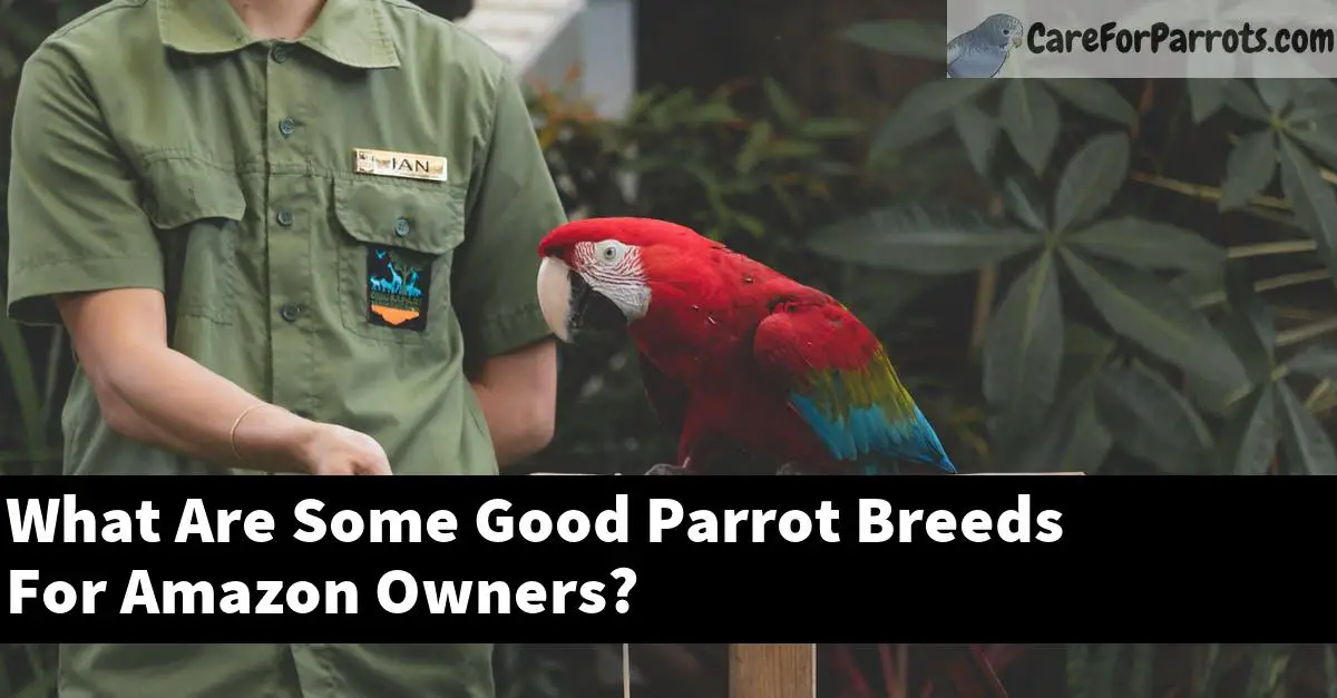 What Are Some Good Parrot Breeds For Amazon Owners?
