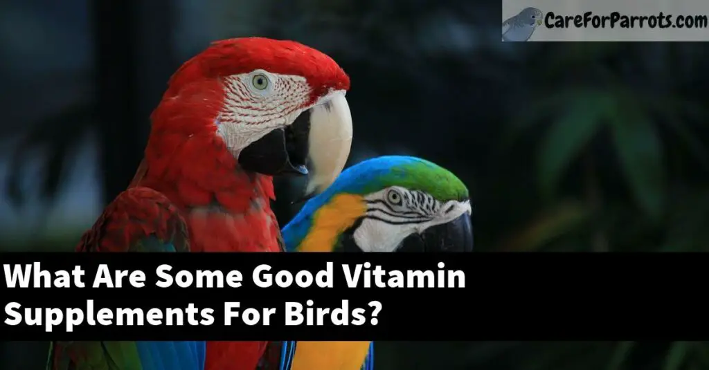 What Are Some Good Vitamin Supplements For Birds? Care For Parrots