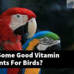 What Are Some Good Vitamin Supplements For Birds?