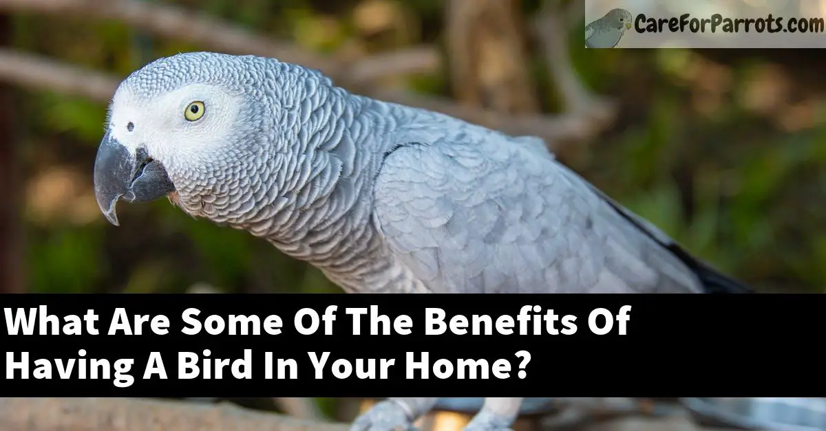 What Are Some Of The Benefits Of Having A Bird In Your Home?