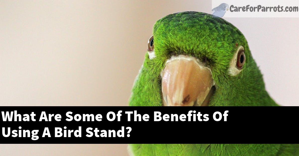 What Are Some Of The Benefits Of Using A Bird Stand?