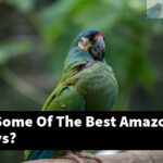 What Are Some Of The Best Amazon Parrot Toys?