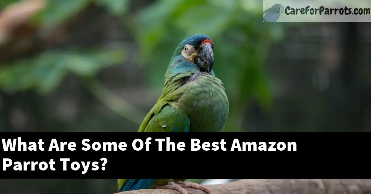 What Are Some Of The Best Amazon Parrot Toys?