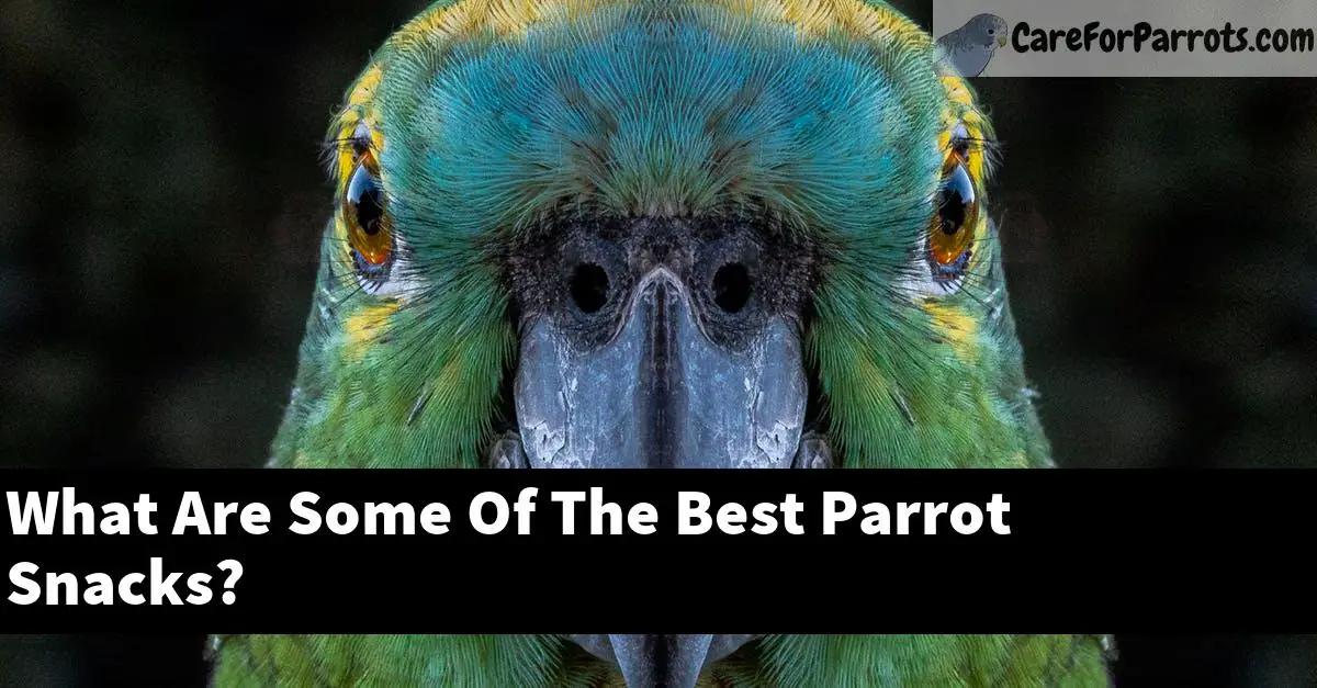 What Are Some Of The Best Parrot Snacks?