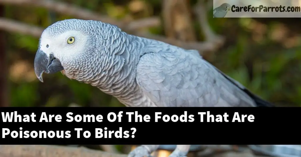 What Are Some Of The Foods That Are Poisonous To Birds? Care For Parrots