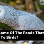 What Are Some Of The Foods That Are Poisonous To Birds?
