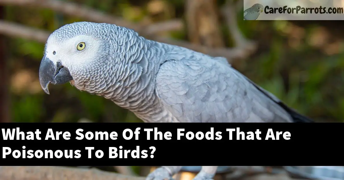 What Are Some Of The Foods That Are Poisonous To Birds?
