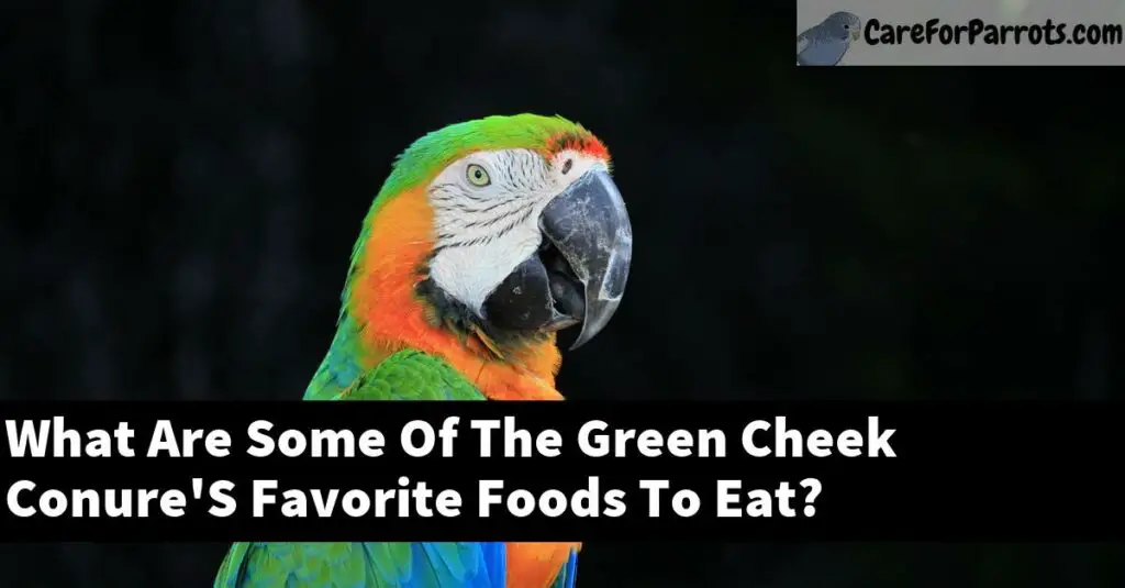 What Are Some Of The Green Cheek Conure