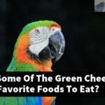 What Are Some Of The Green Cheek Conure'S Favorite Foods To Eat?