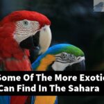 What Are Some Of The More Exotic Birds You Can Find In The Sahara Desert?