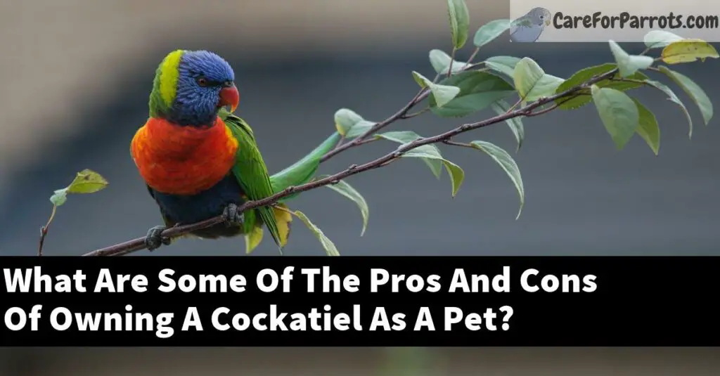 What Are Some Of The Pros And Cons Of Owning A Cockatiel As A Pet