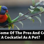 What Are Some Of The Pros And Cons Of Owning A Cockatiel As A Pet?