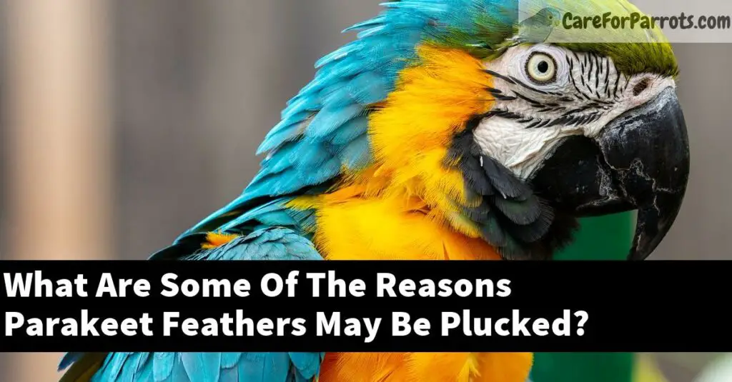 What Are Some Of The Reasons Parakeet Feathers May Be Plucked? Care