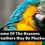 What Are Some Of The Reasons Parakeet Feathers May Be Plucked?