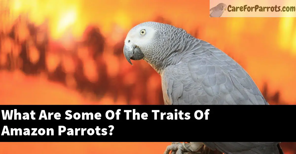 What Are Some Of The Traits Of Amazon Parrots?