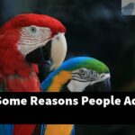 What Are Some Reasons People Adopt Parrots?