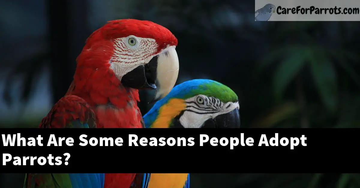 What Are Some Reasons People Adopt Parrots?