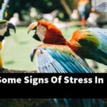 What Are Some Signs Of Stress In Birds?