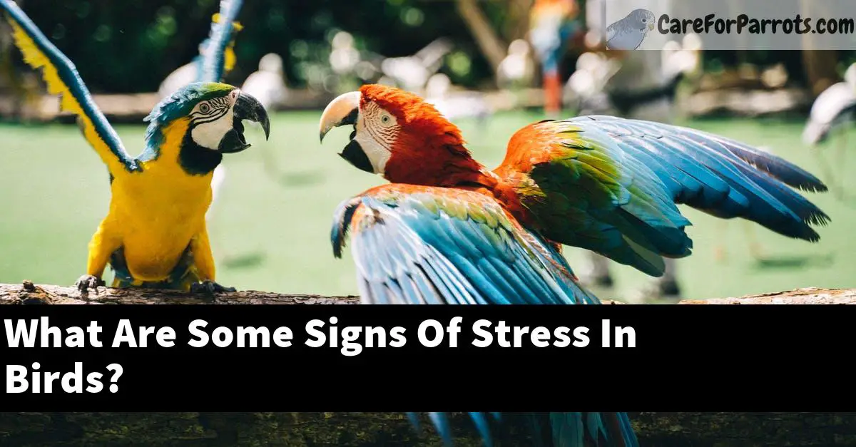 What Are Some Signs Of Stress In Birds?