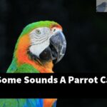 What Are Some Sounds A Parrot Can Make?