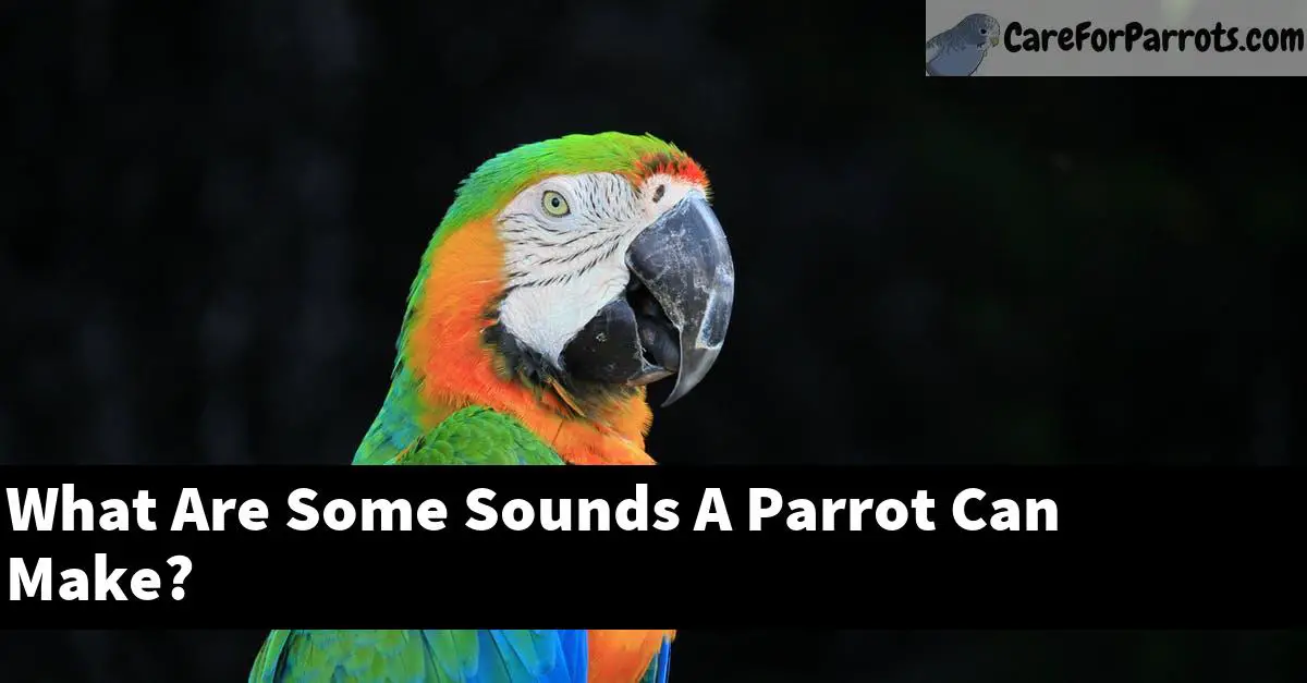 What Are Some Sounds A Parrot Can Make?