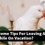What Are Some Tips For Leaving A Pet Bird While On Vacation?