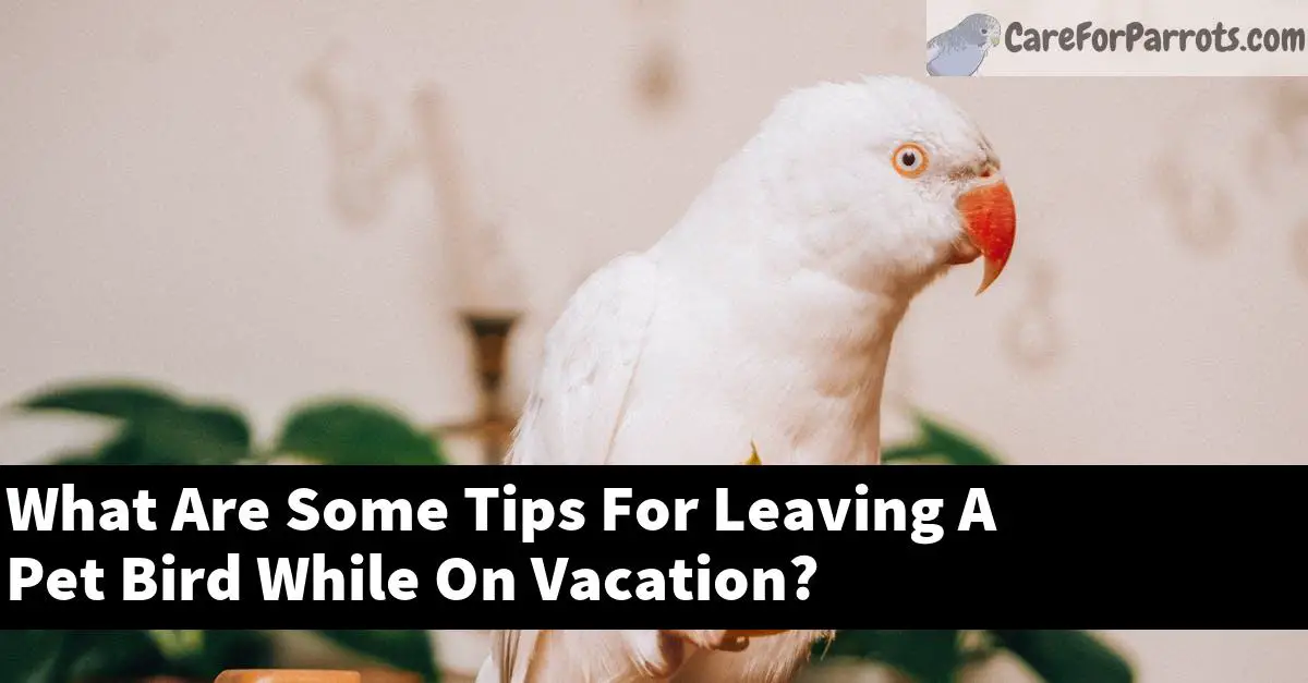 What Are Some Tips For Leaving A Pet Bird While On Vacation?