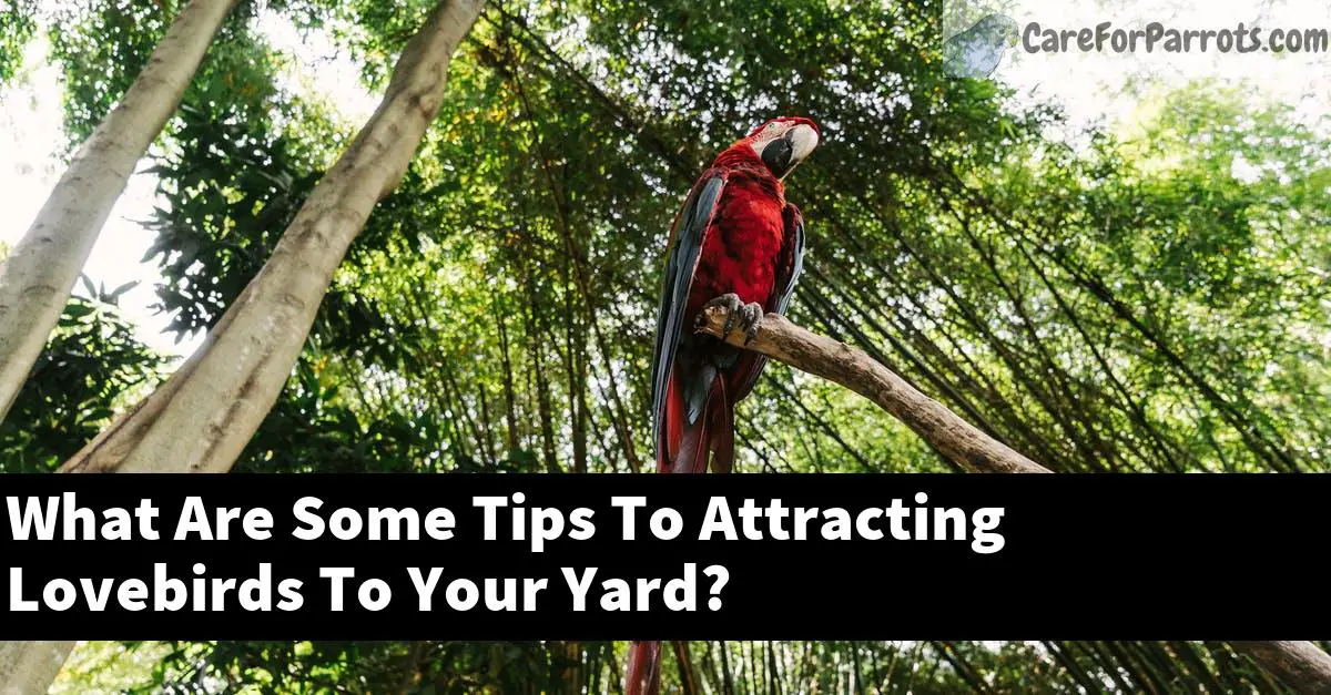 What Are Some Tips To Attracting Lovebirds To Your Yard?