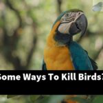 What Are Some Ways To Kill Birds?