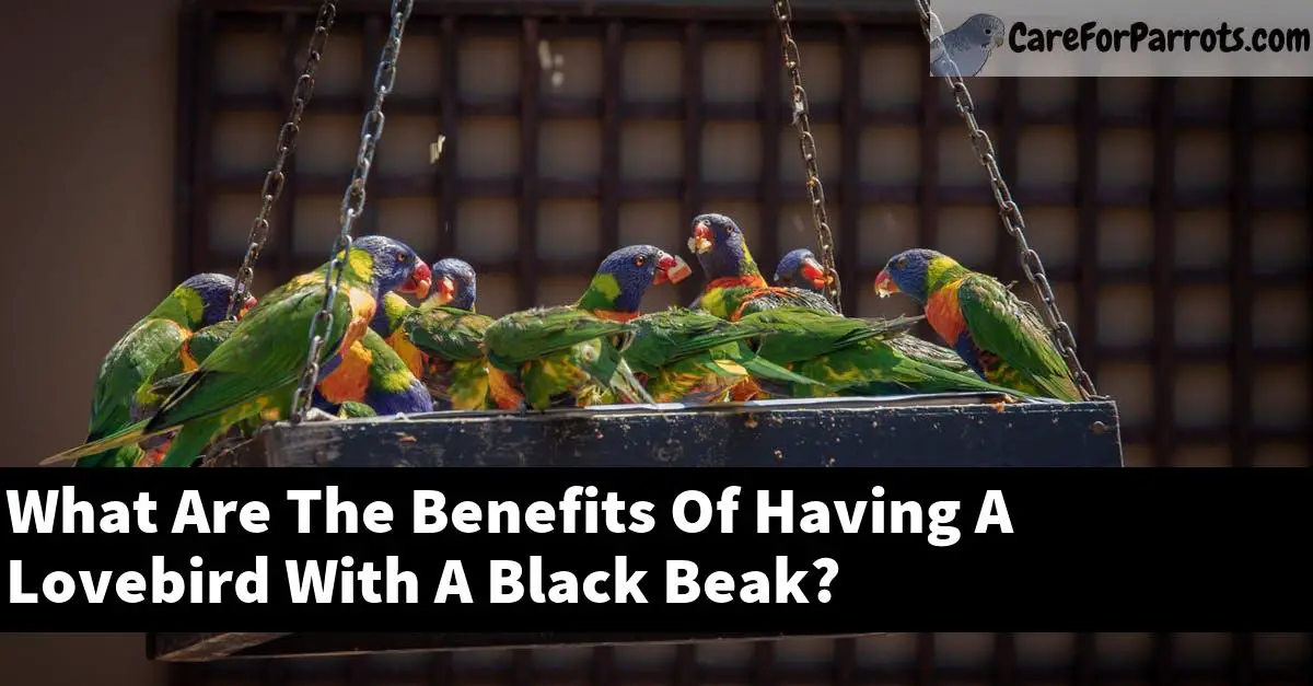 What Are The Benefits Of Having A Lovebird With A Black Beak?