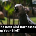 What Are The Best Bird Harnesses For Training Your Bird?