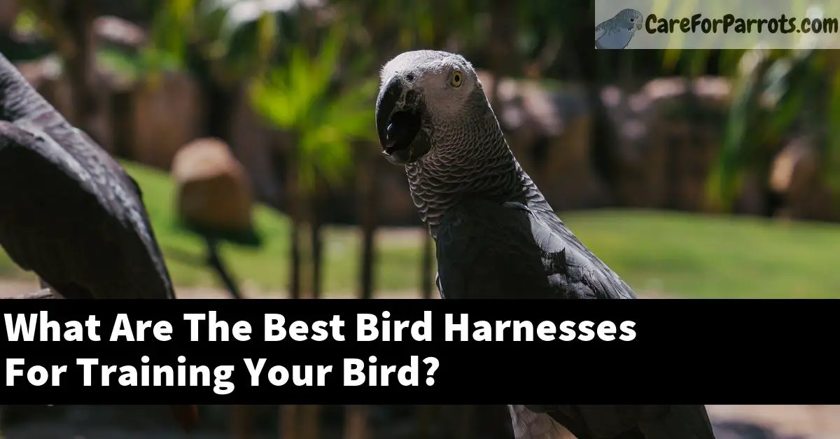 What Are The Best Bird Harnesses For Training Your Bird?