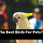 What Are The Best Birds For Pets?