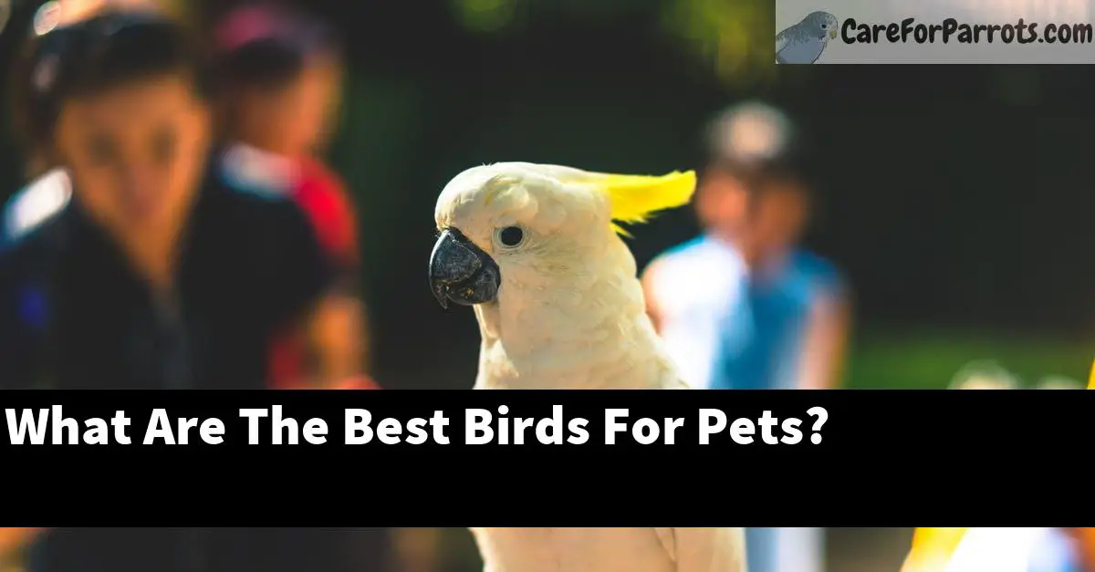 What Are The Best Birds For Pets?