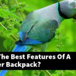 What Are The Best Features Of A Bird Carrier Backpack?
