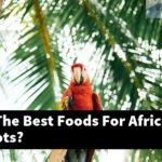 What Are The Best Foods For African Gray Parrots?