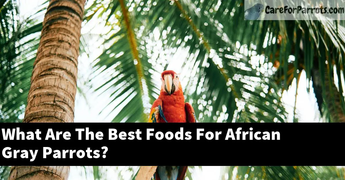 What Are The Best Foods For African Gray Parrots?