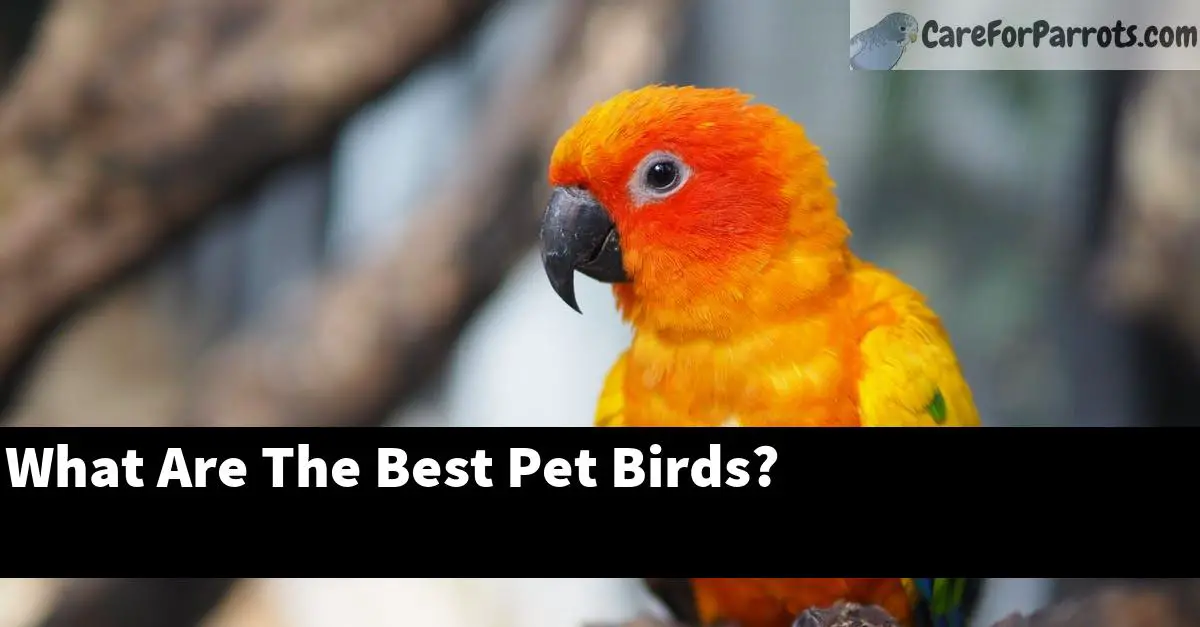 What Are The Best Pet Birds?