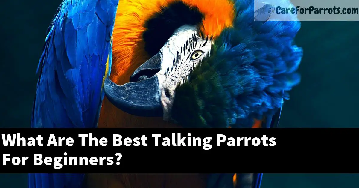 What Are The Best Talking Parrots For Beginners?