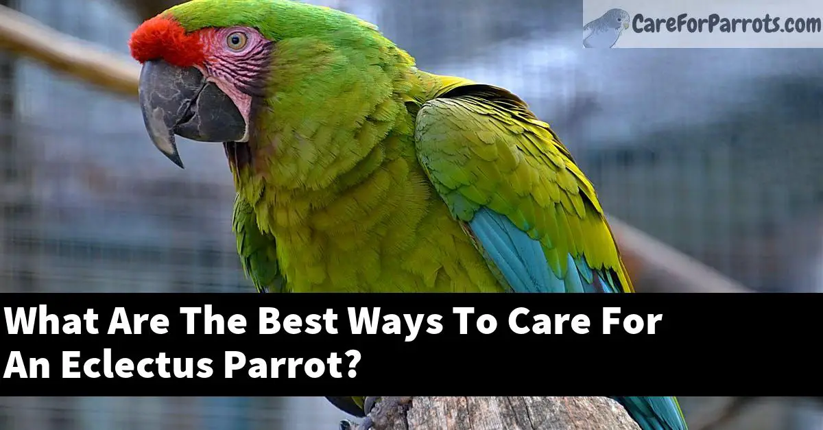 What Are The Best Ways To Care For An Eclectus Parrot?